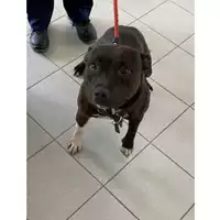 Foto dell\'animale cane - Matr. 2020/1571 - Microchip 380260101274497