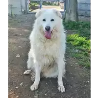 Foto dell\'animale cane - Matr. 2014/1429 - Microchip 380260002321511
