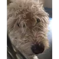 Foto dell\'animale cane - Matr. 2016/2195 - Microchip 380260042706549