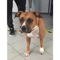 Foto dell\'animale cane - Matr. 2020/1577 - Microchip 380260100620958