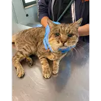 Foto dell\'animale gatto - Matr. 2020/1579 - Microchip 380260044279240