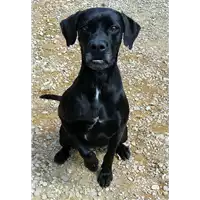 Foto dell\'animale cane - Matr. 2020/0405 - Microchip 380260043852748