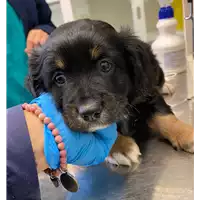 Foto dell\'animale cane - Matr. 2020/1581 - Microchip 380260044279842