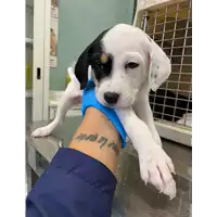 Foto dell\'animale cane - Matr. 2020/1580 - Microchip 380260044279653