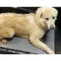 Foto dell\'animale cane - Matr. 2020/1582 - Microchip 380260044279886