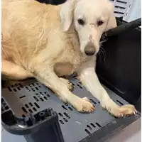Foto dell\'animale cane - Matr. 2020/1583 - Microchip 380260044280205
