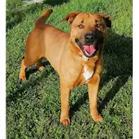 Foto dell\'animale cane - Matr. 2020/1584 - Microchip 380260044279342