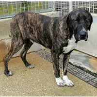 Foto dell\'animale cane - Matr. 2020/1585 - Microchip 380260044279436