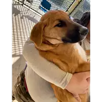 Foto dell\'animale cane - Matr. 2020/1587 - Microchip 380260044281091