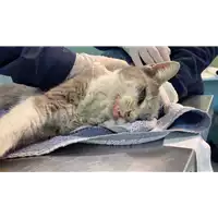 Foto dell\'animale gatto - Matr. 2020/1588 - Microchip 380260044279464