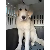 Foto dell\'animale cane - Matr. 2020/1589 - Microchip 380260044279214
