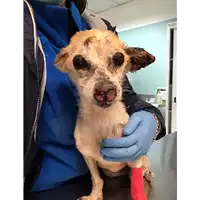 Foto dell\'animale cane - Matr. 2020/1590 - Microchip 380260044279379