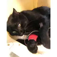 Foto dell\'animale gatto - Matr. 2020/1592 - Microchip 380260044279694