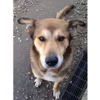 Foto dell\'animale cane - Matr. 2015/2030 - Microchip 380260040115788