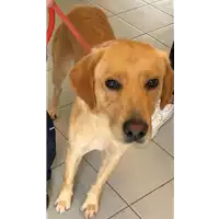 Foto dell\'animale cane - Matr. 2020/1593 - Microchip 380260002952322