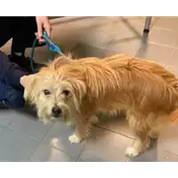 Foto dell\'animale cane - Matr. 2020/1594 - Microchip 380260043686524