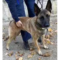 Foto dell\'animale cane - Matr. 2020/1596 - Microchip 250269608028832