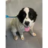 Foto dell\'animale cane - Matr. 2020/1602 - Microchip 380260044280258