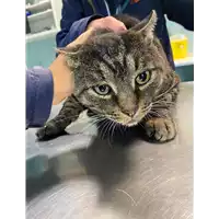Foto dell\'animale gatto - Matr. 2020/1603 - Microchip 380260044280212
