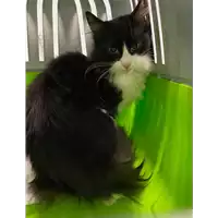 Foto dell\'animale gatto - Matr. 2020/1595 - Microchip 380260044281397