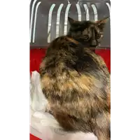 Foto dell\'animale gatto - Matr. 2020/1597 - Microchip 380260044280896