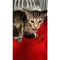 Foto dell\'animale gatto - Matr. 2020/1598 - Microchip 380260044280167