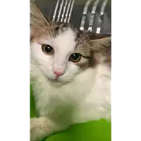 Foto dell\'animale gatto - Matr. 2020/1599 - Microchip 380260044280920