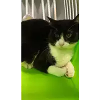 Foto dell\'animale gatto - Matr. 2020/1600 - Microchip 380260044280087