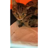 Foto dell\'animale gatto - Matr. 2020/1601 - Microchip 380260044280436