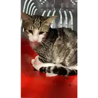 Foto dell\'animale gatto - Matr. 2020/1604 - Microchip 380260044280711