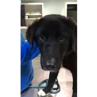 Foto dell\'animale cane - Matr. 2020/1605 - Microchip 380260044281181