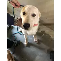 Foto dell\'animale cane - Matr. 2020/1606 - Microchip 380260044281032