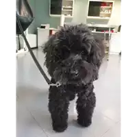 Foto dell\'animale cane - Matr. 2020/1607 - Microchip 380260010107697