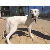 Foto dell\'animale cane - Matr. 2016/2023 - Microchip 380260042530632