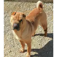 Foto dell\'animale cane - Matr. 2020/1616 - Microchip 380260043725146