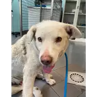 Foto dell\'animale cane - Matr. 2020/1615 - Microchip 380260042906326