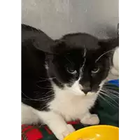 Foto dell\'animale gatto - Matr. 2020/1617 - Microchip 380260044279575