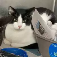 Foto dell\'animale gatto - Matr. 2020/1618 - Microchip 380260044280732