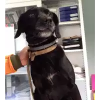 cane - Matr. 2017/0549 - Microchip 380260043153571