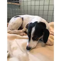 Foto dell\'animale cane - Matr. 2020/1629 - Microchip 380260044279985