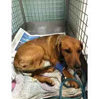 Foto dell\'animale cane - Matr. 2020/1628 - Microchip 380260044278900