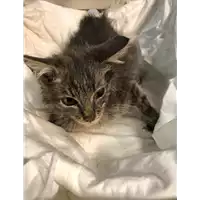 Foto dell\'animale gatto - Matr. 2020/1631 - Microchip 380260044279021