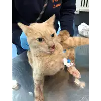 Foto dell\'animale gatto - Matr. 2020/1630 - Microchip 380260044276975
