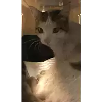 Foto dell\'animale gatto - Matr. 2020/1632 - Microchip 380260044279990
