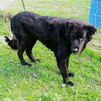 Foto dell\'animale cane - Matr. 2020/1021 - Microchip 380260044280440