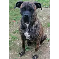 Foto dell\'animale cane - Matr. 2019/0194 - Microchip 380260043854155