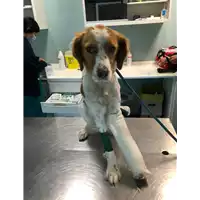 Foto dell\'animale cane - Matr. 2020/1636 - Microchip 380260044279704