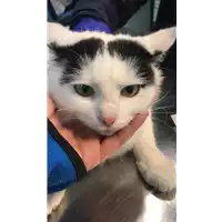 Foto dell\'animale gatto - Matr. 2020/1614 - Microchip 380260044279852