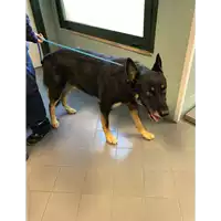 Foto dell\'animale cane - Matr. 2020/1637 - Microchip 380260100535372