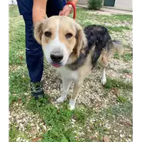 Foto dell\'animale cane - Matr. 2020/1455 - Microchip 380260043770048